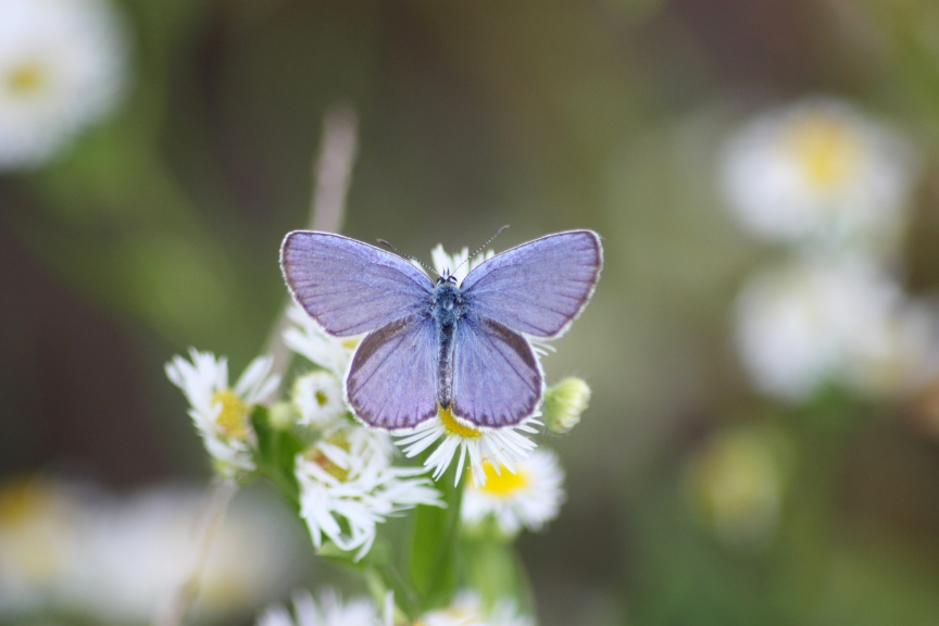 Lepidoptera dei Colli Euganei 1